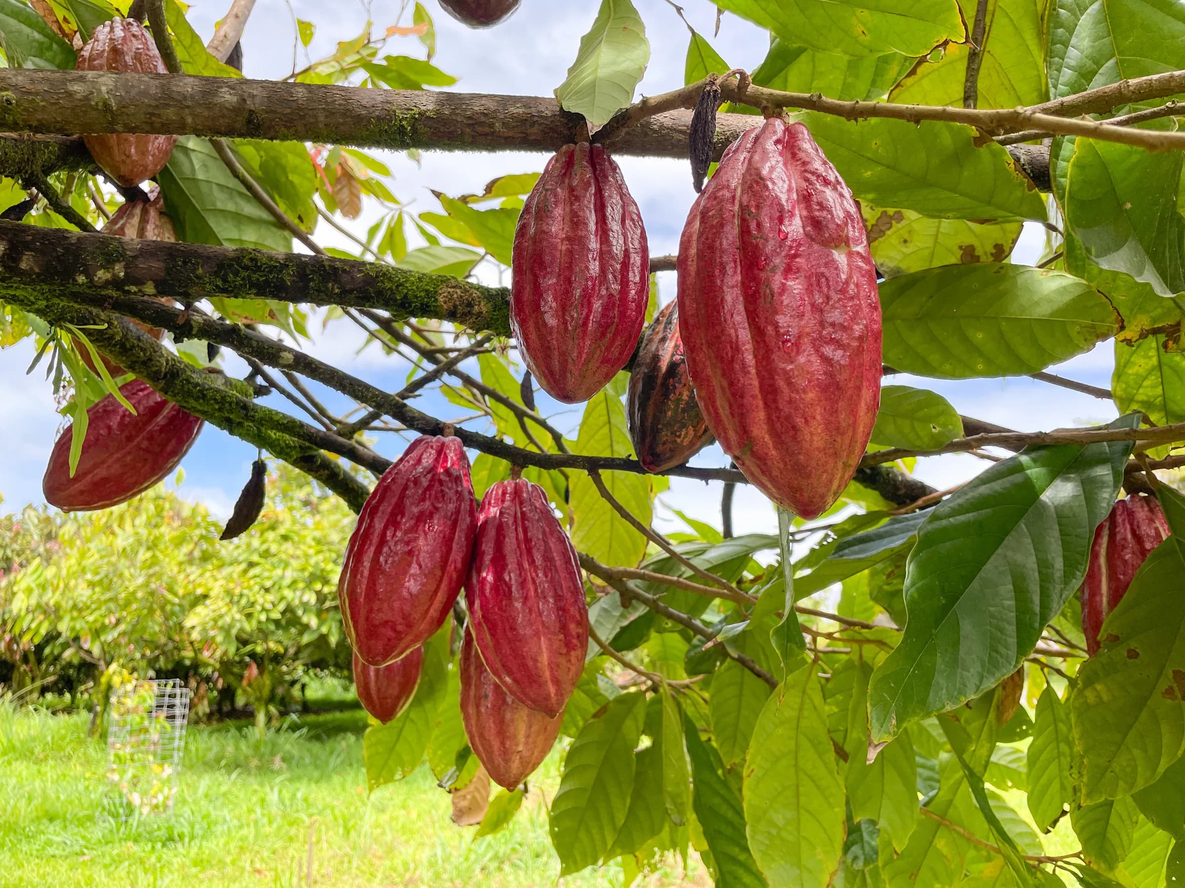 Chocolate Tours