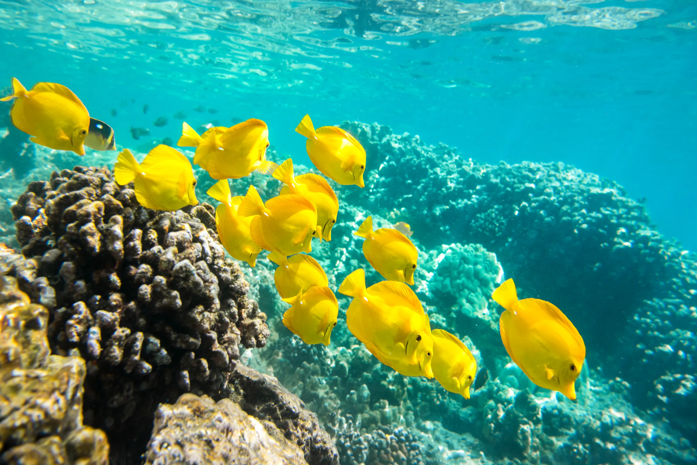 Reef Snorkeling