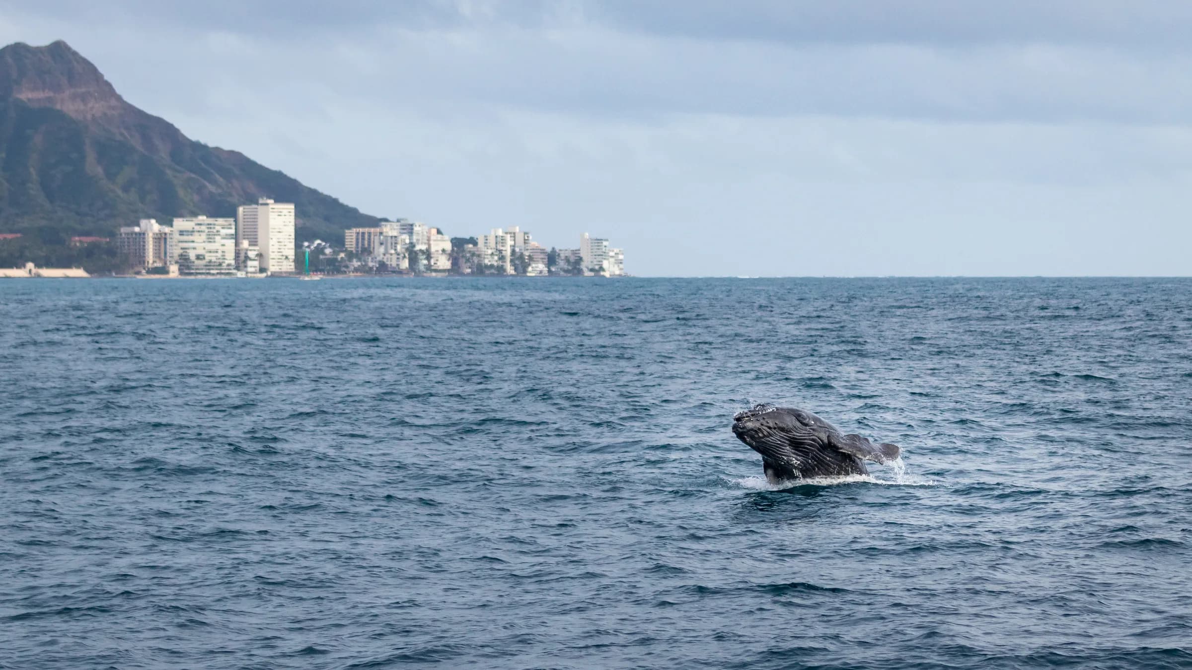 Oahu whale tours: prices, timing and which to book