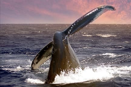 Whale Tail and Sunset Sail