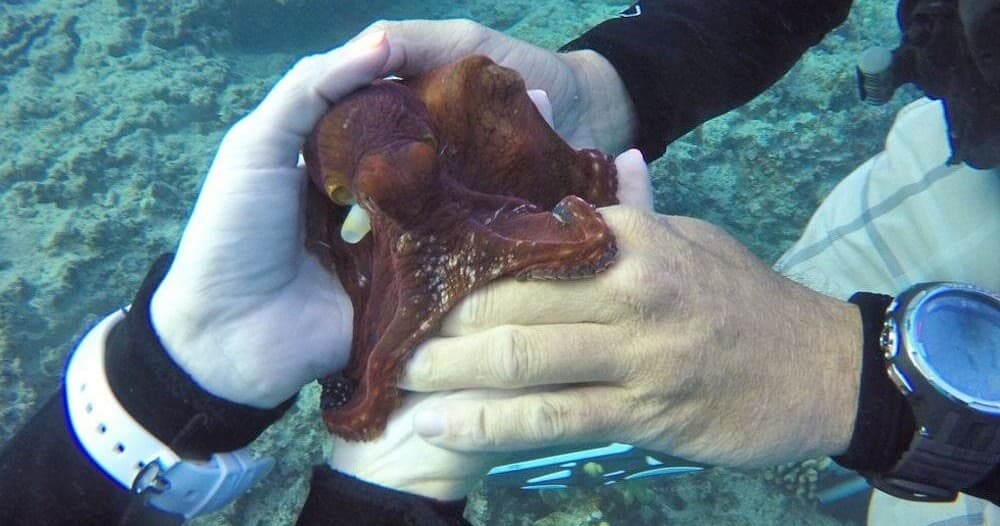 Scuba Diving