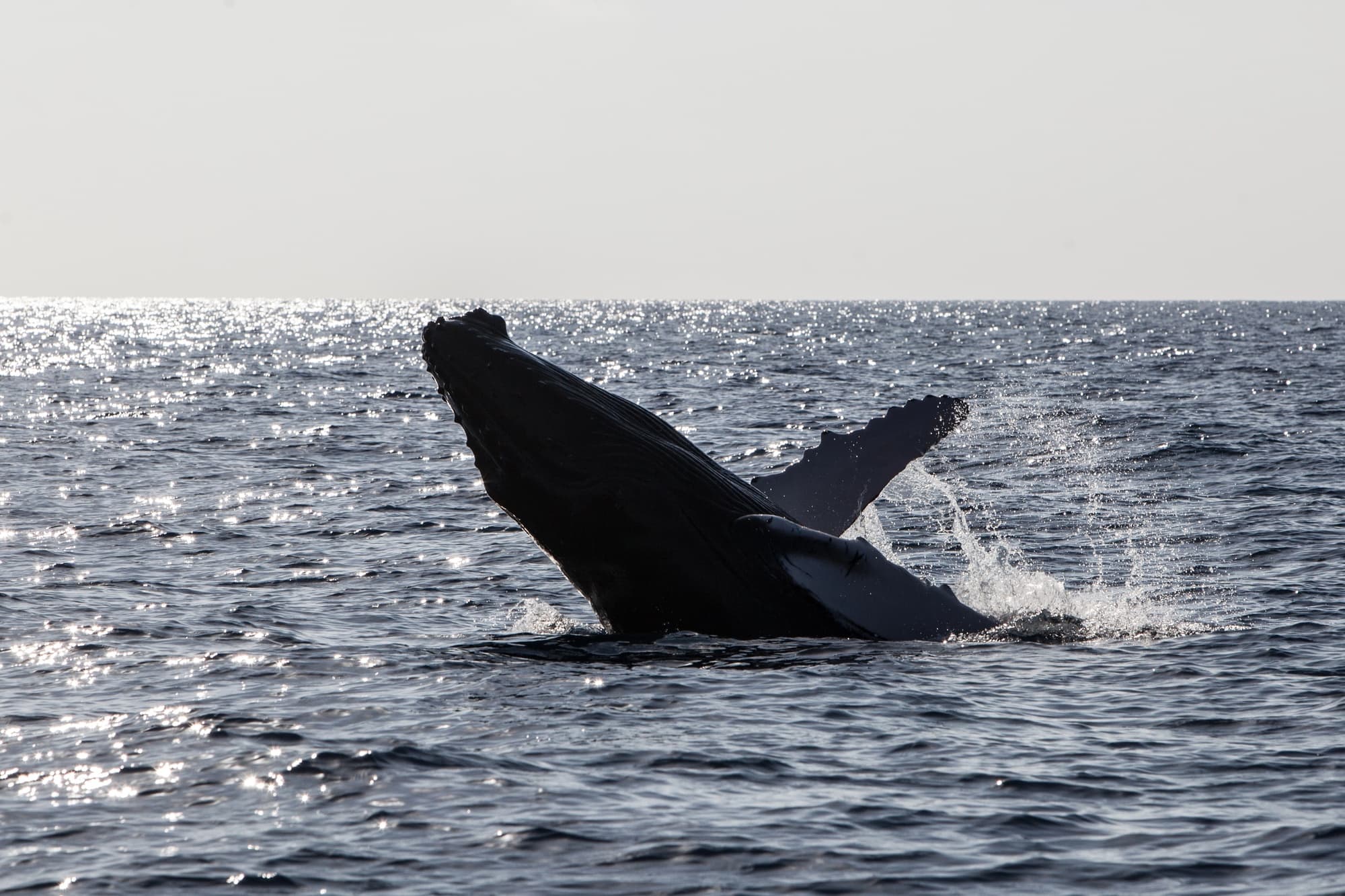 Whale Watching