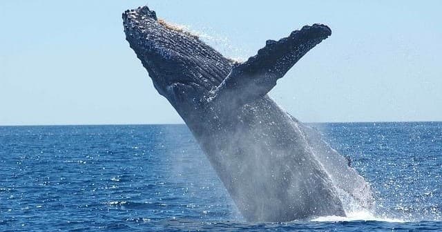 Whale-watching Tour
