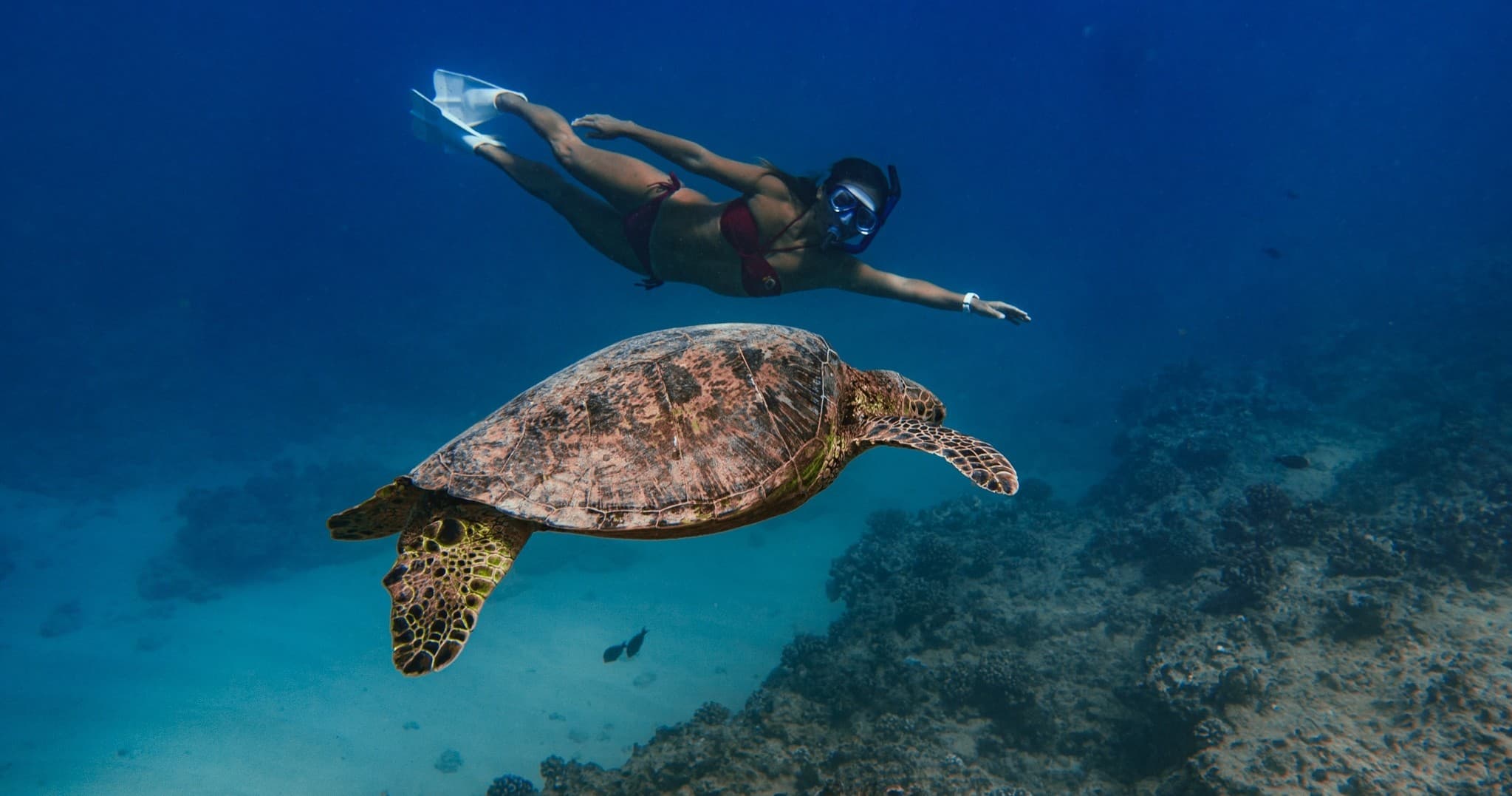 Waikiki Turtle Canyon Snorkel