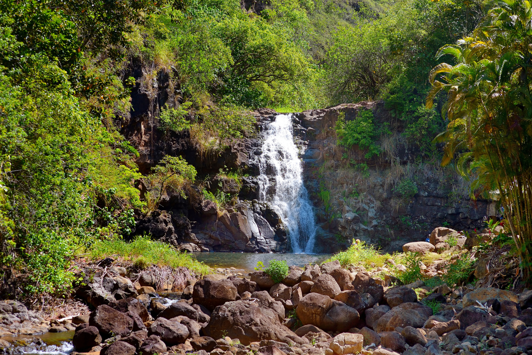 PRIVATE North Shore Tour & Turtle Beach