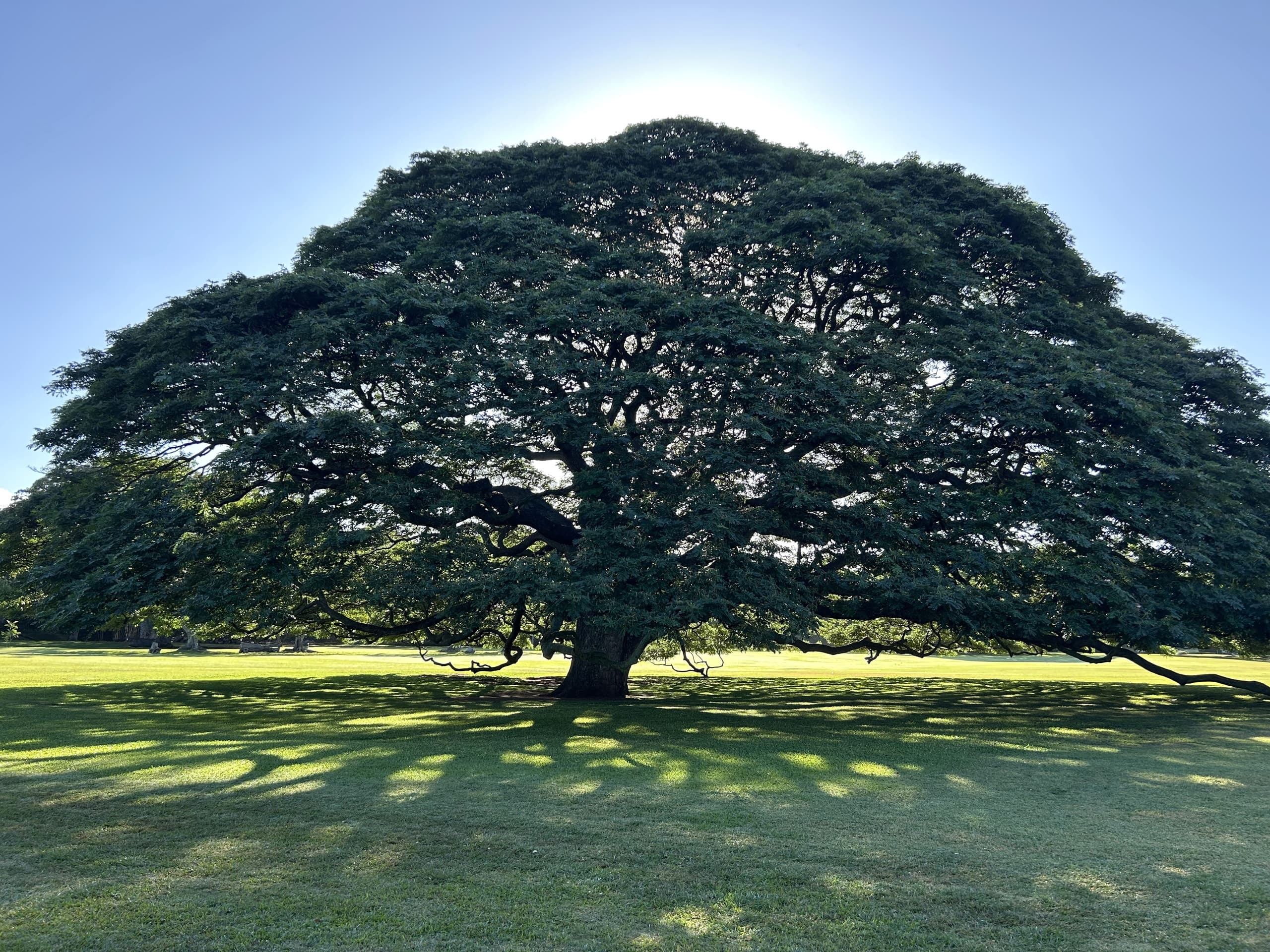 Forest Bathing at Moanalua Gardens