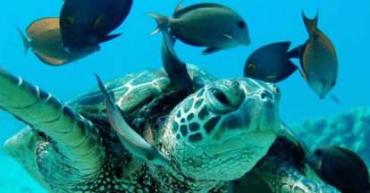 Morning Dolphin Watch & Snorkel Cruise with Lunch and Drinks