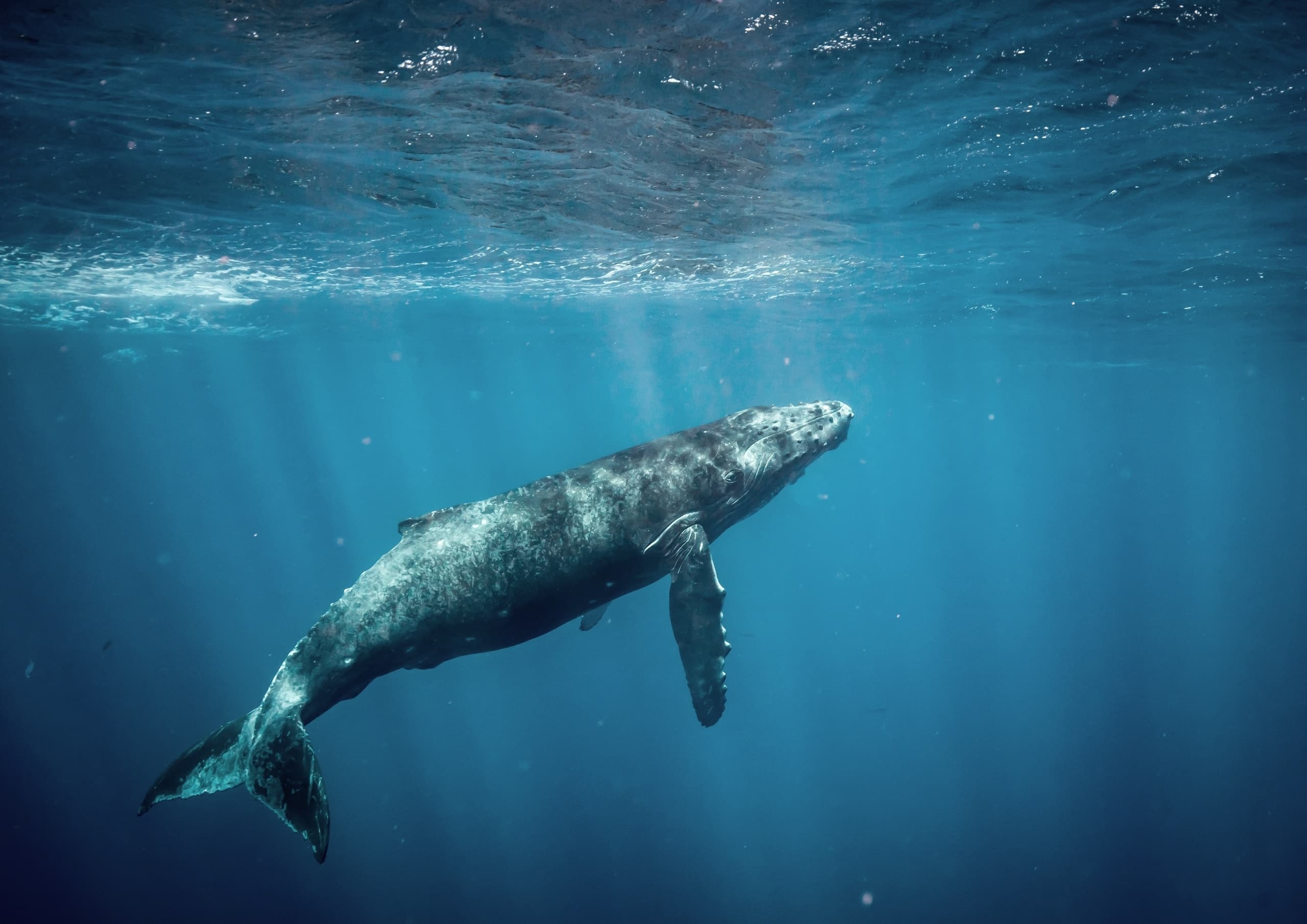 Whale Watching Tour  |  December - March