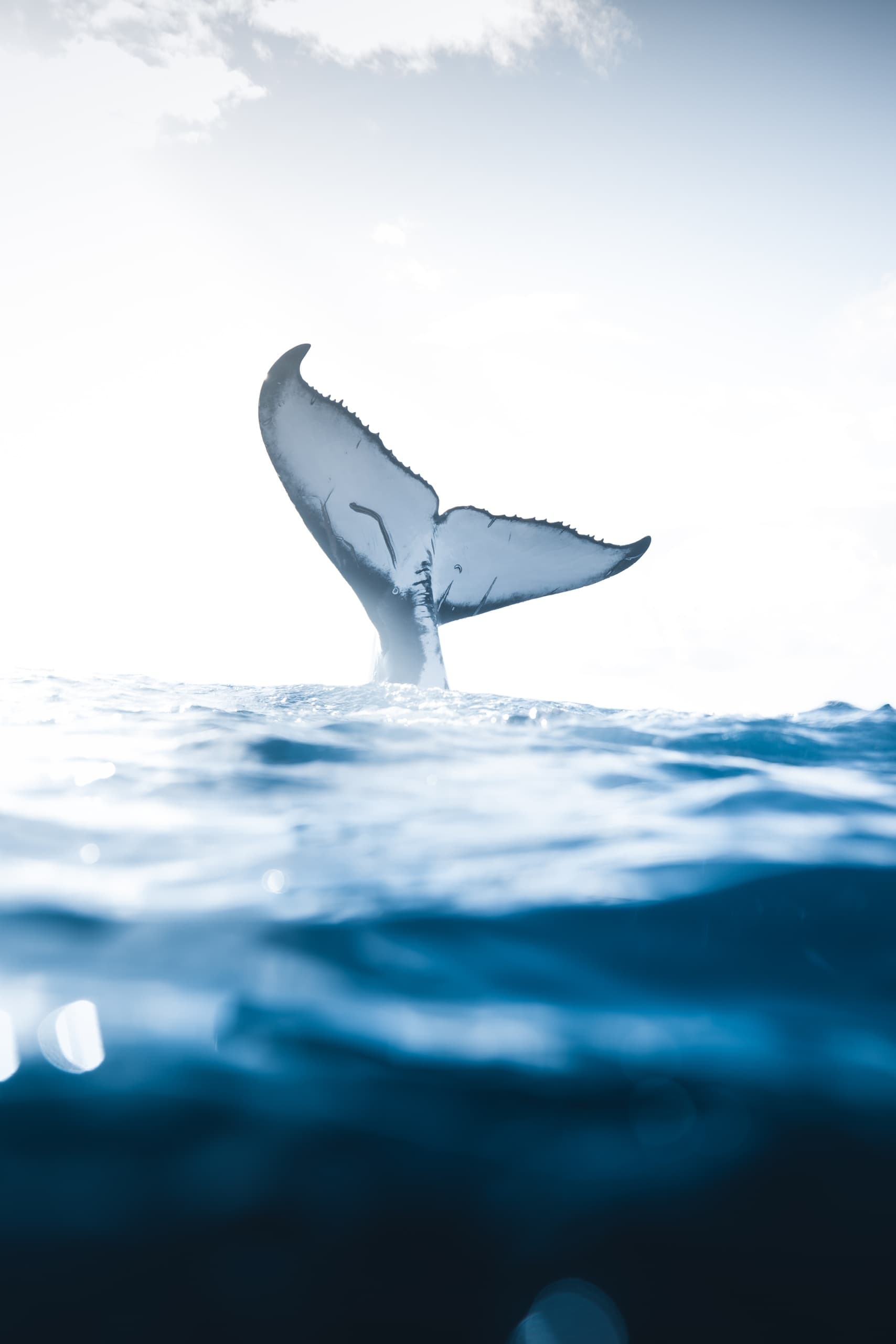 Private Whale-Watching Tour