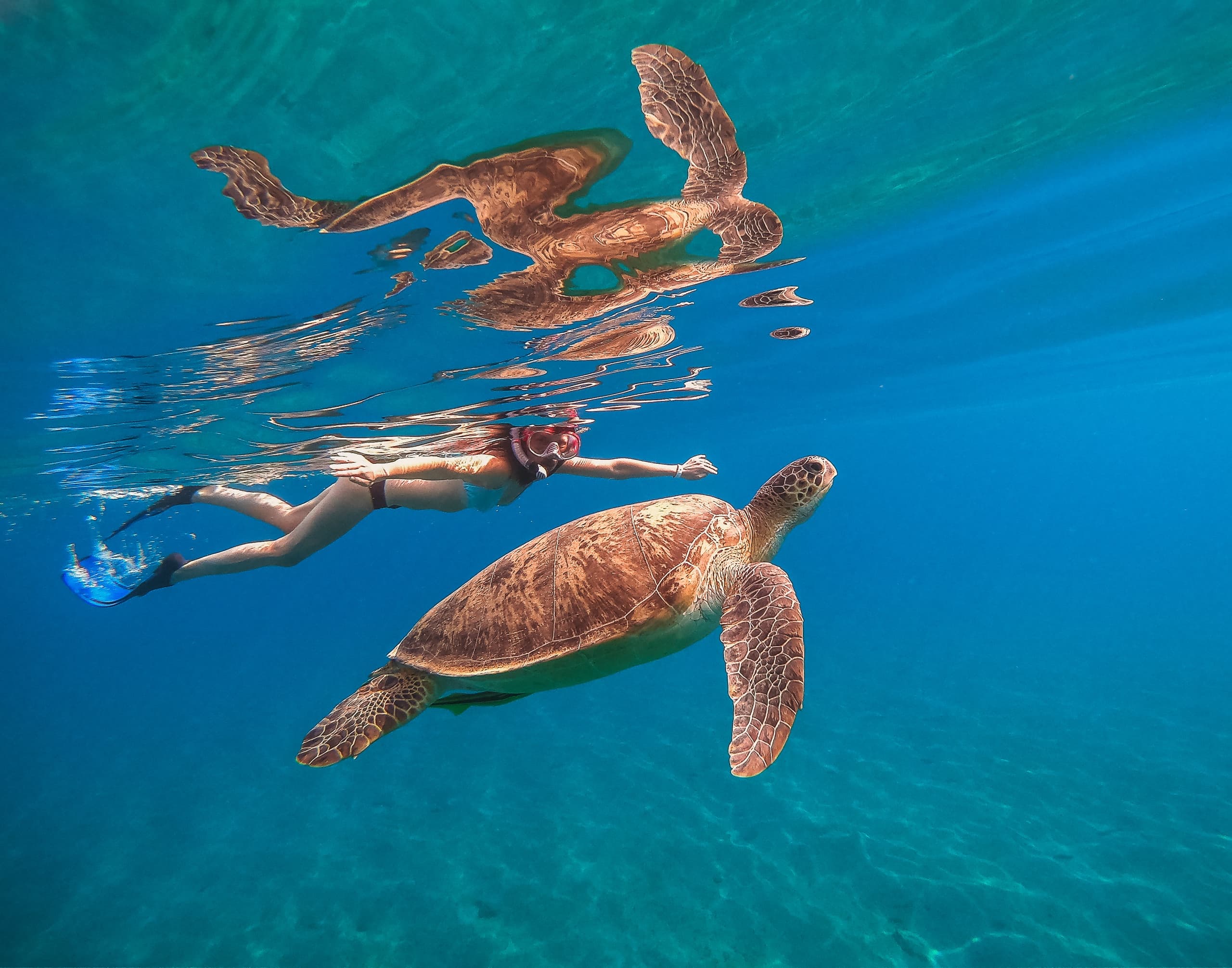 Turtle Snorkeling (Includes Gear + 20' Jump)