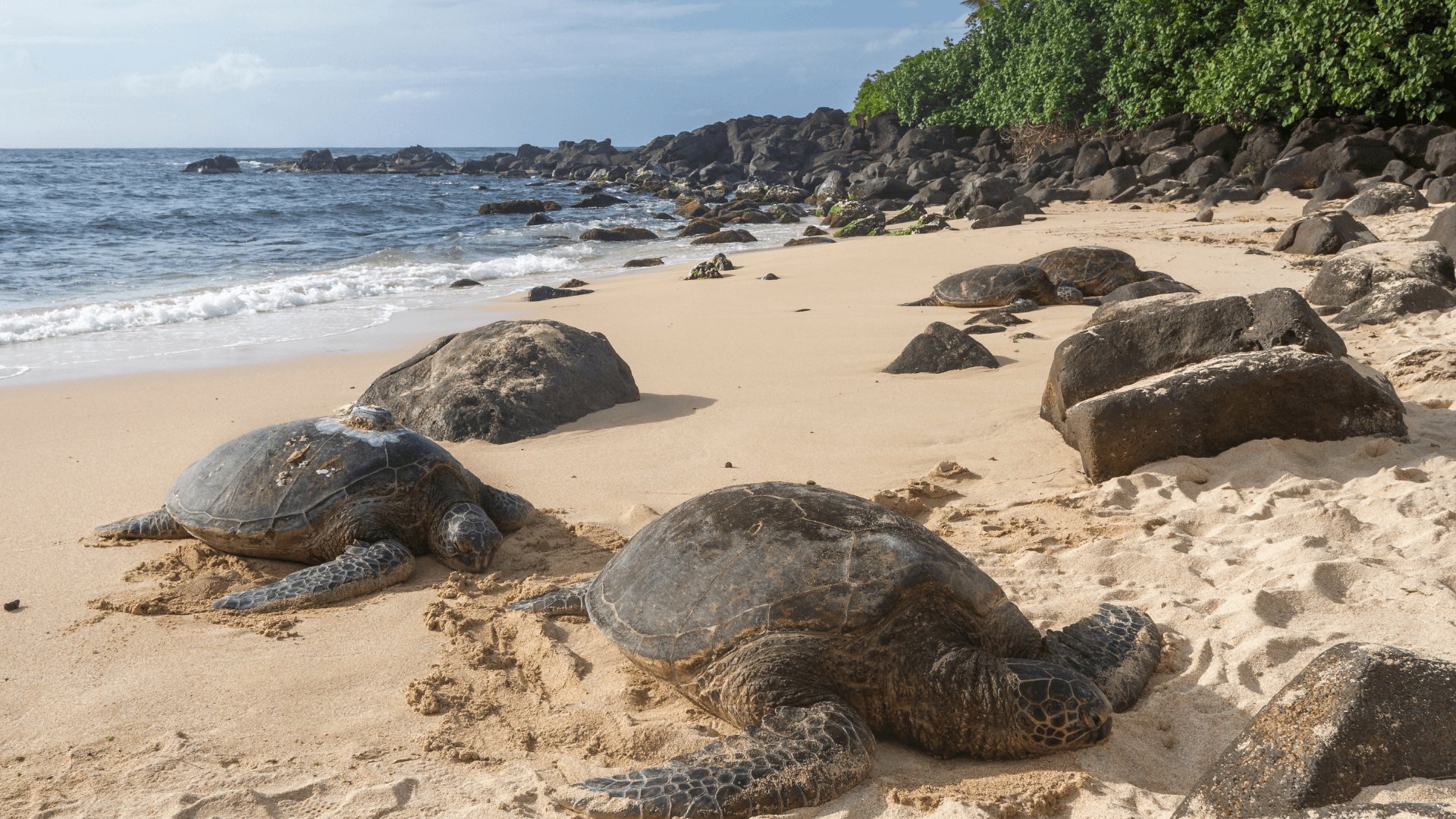 All Inclusive Circle Island: With Turtle Beach