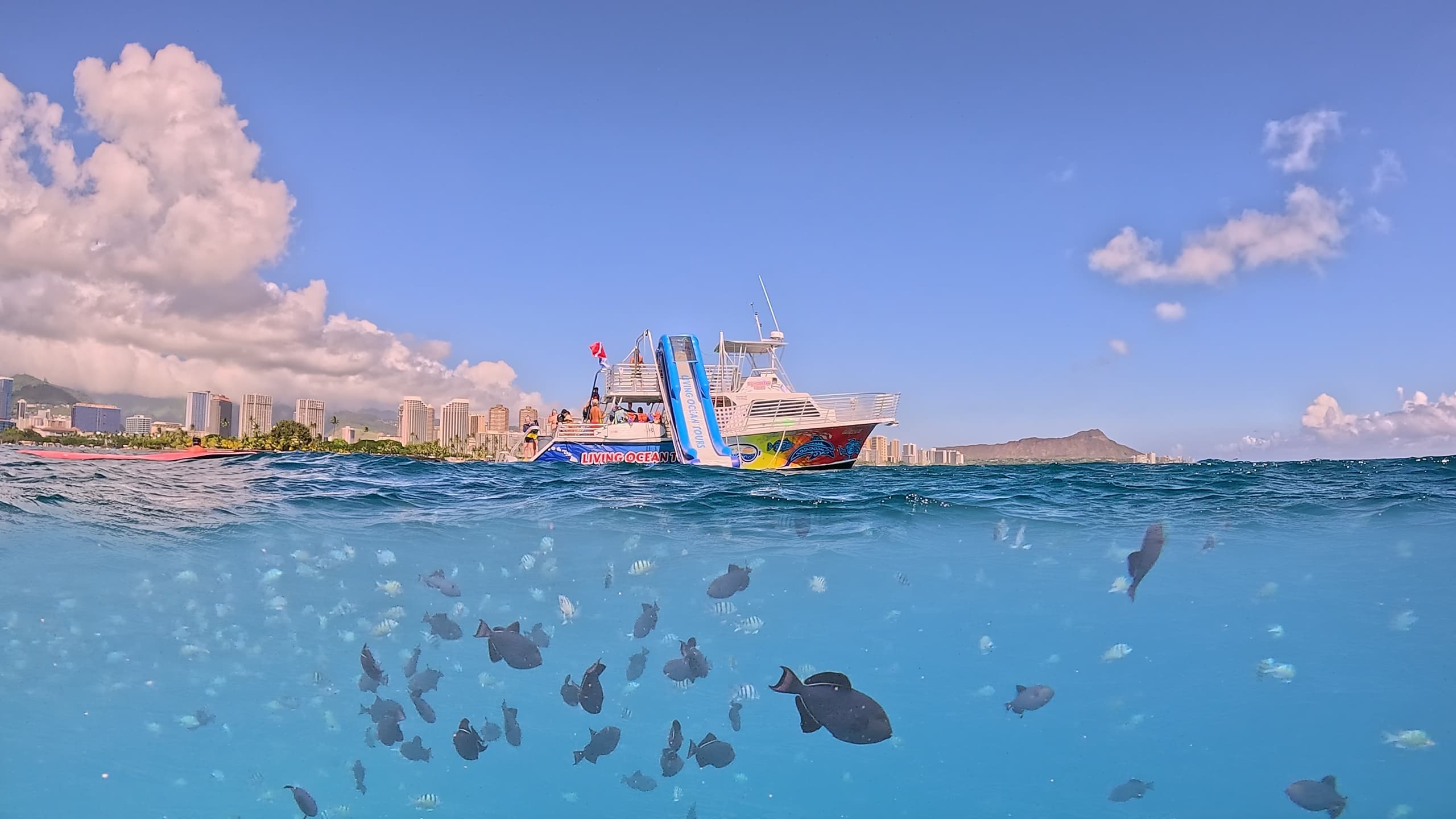 Deluxe Snorkel and Wildlife Cruise
