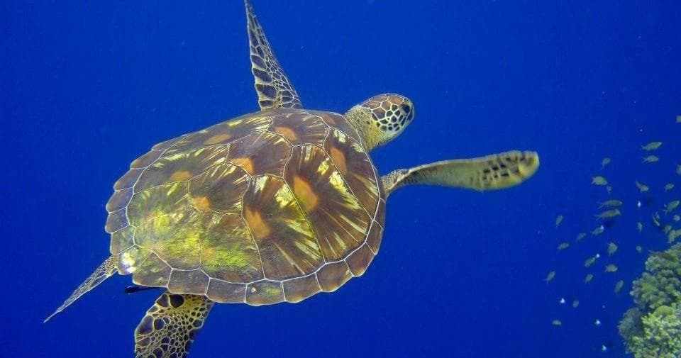 PADI Specialty Courses: Beyond the Basics