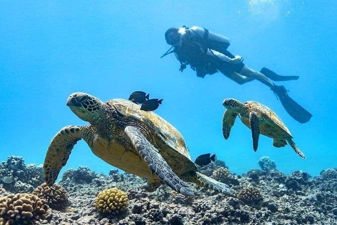 Magic Reef Shore Dive