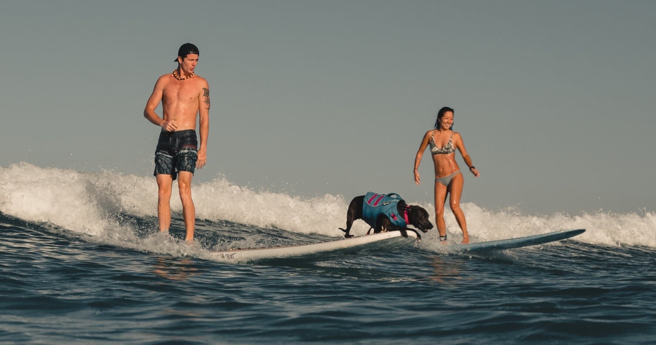 Dog Surfing Experience - Waikiki