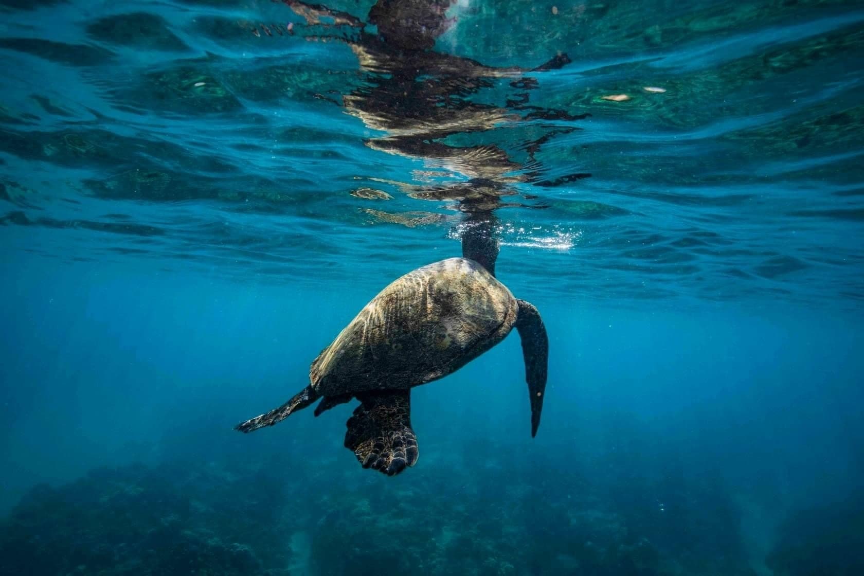 Conservation Snorkeling Tour with Sea Turtles