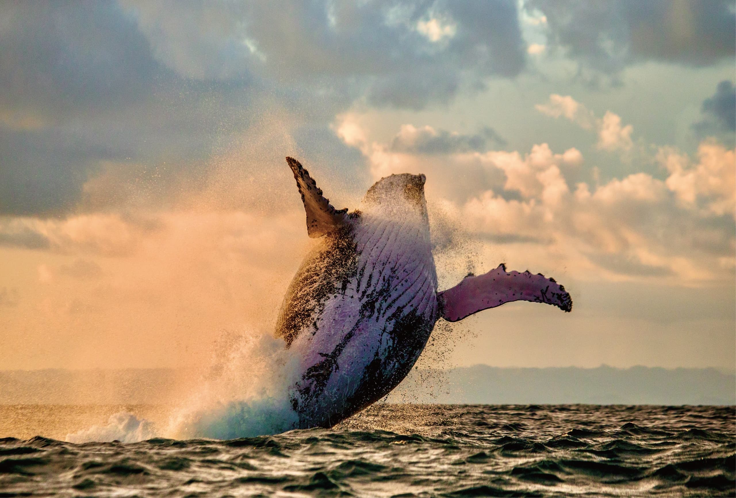 LA HAWAI'I - Whale Watching & Sunset Cruise