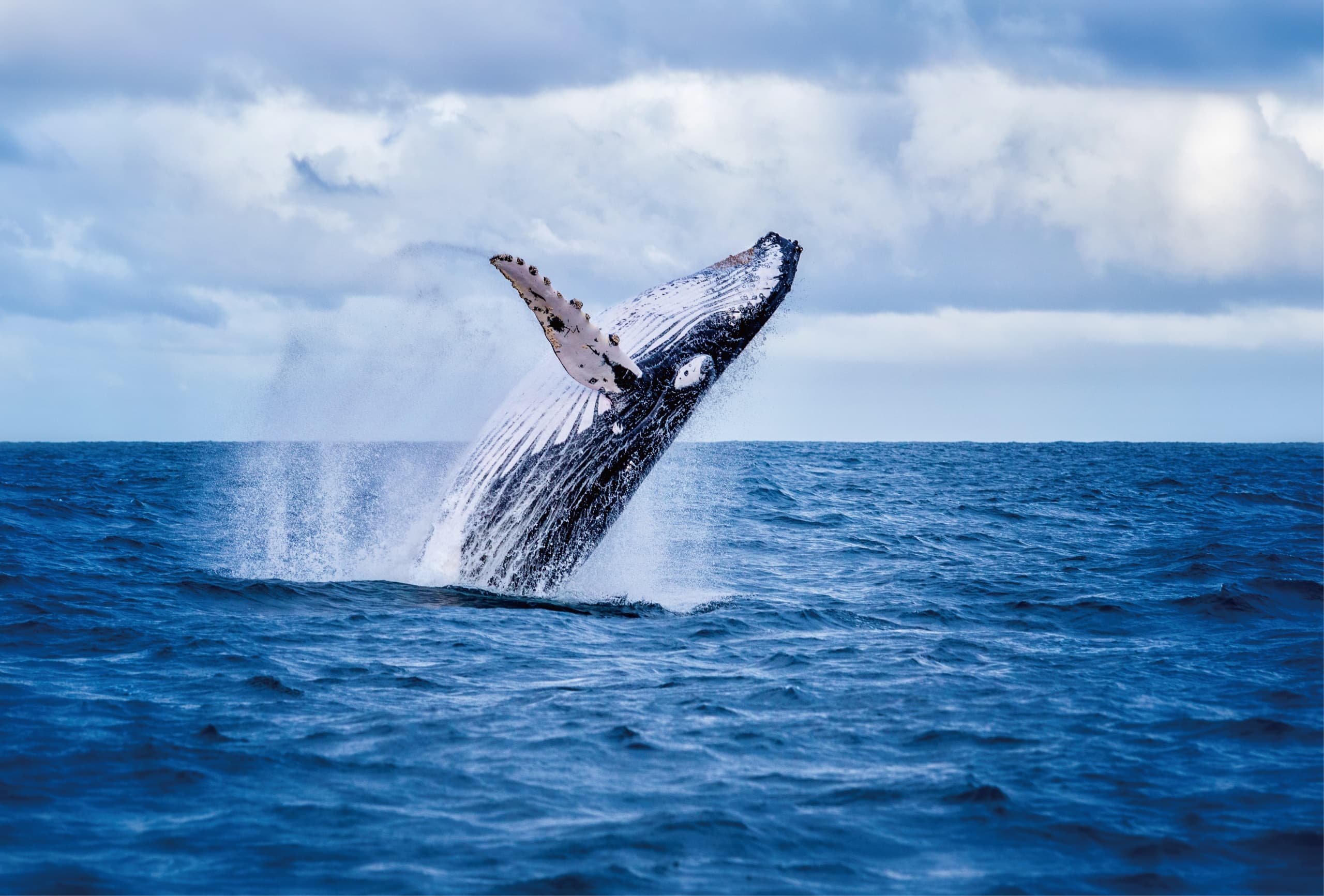 LA HAWAI'I - Whale & Dolphin Watching, Turtle Snorkeling