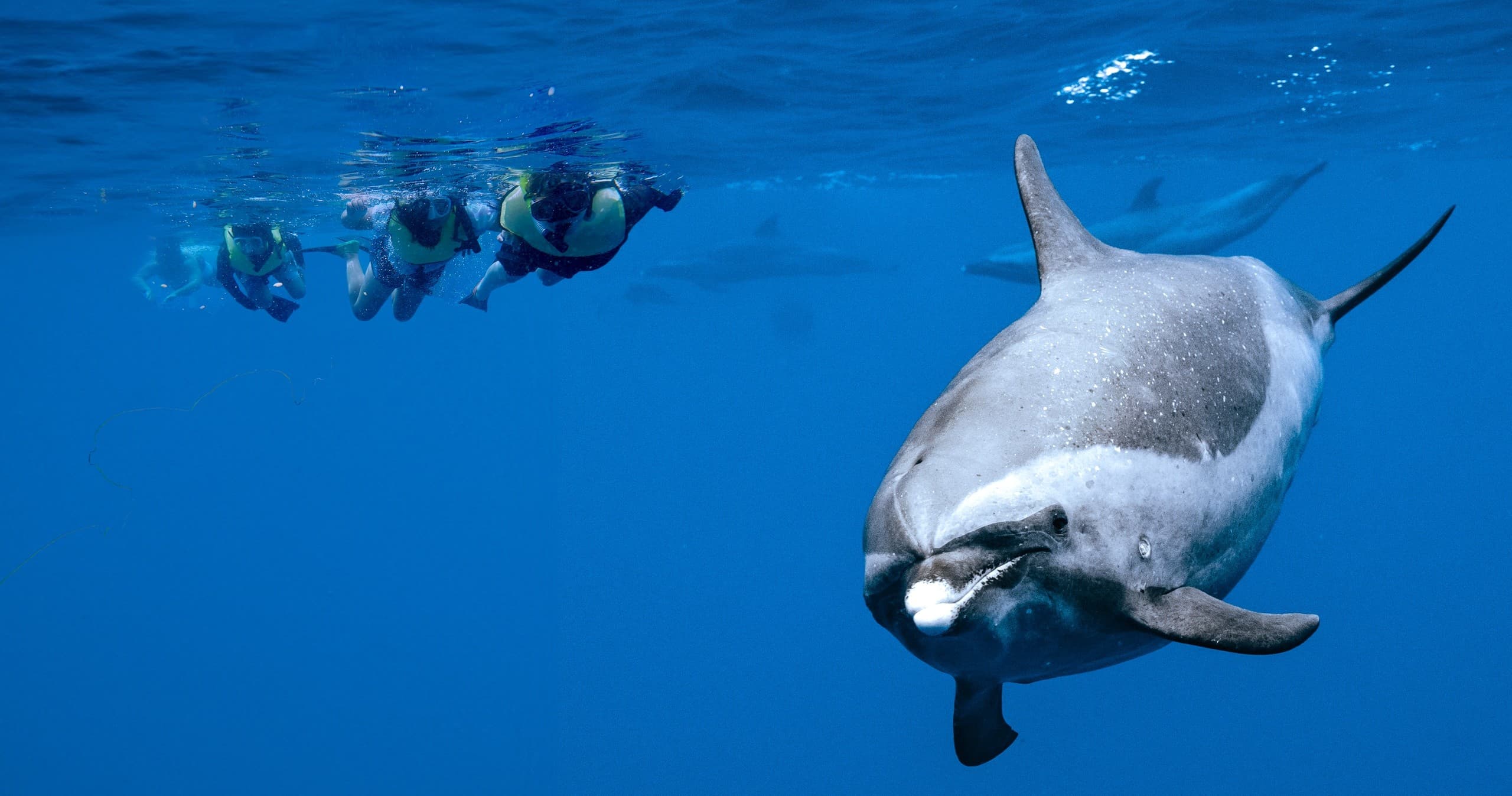 Catamaran Swim with Dolphins