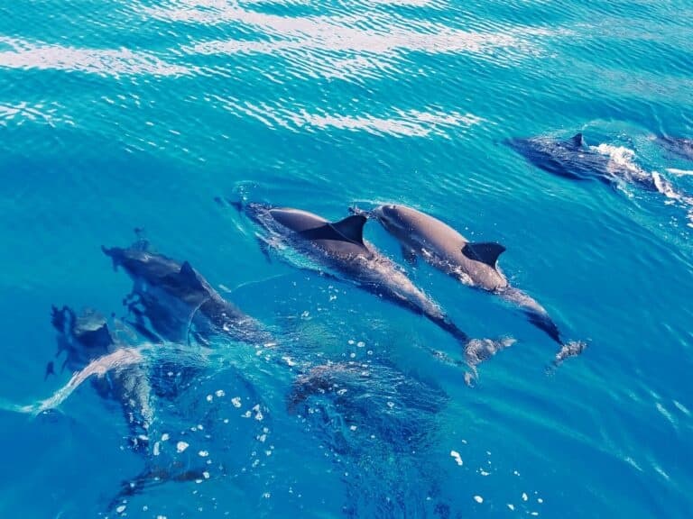 AʻO HAWAIʻI - Swim with Dolphin (EN)