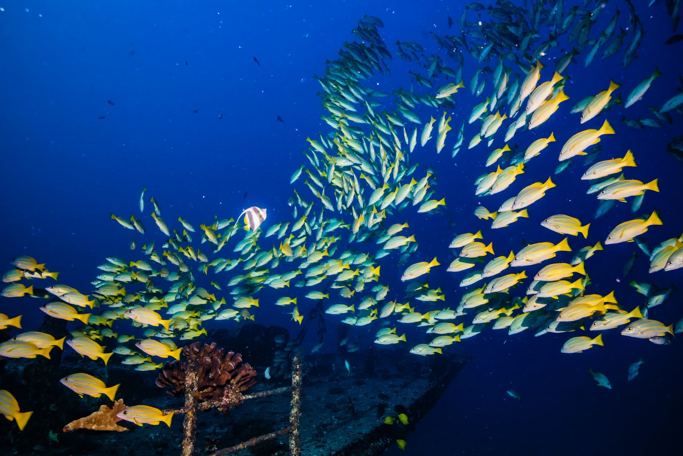 Extremely Fun, 2 Tank Reef Boat Dives - Certified & Beginners Welcome