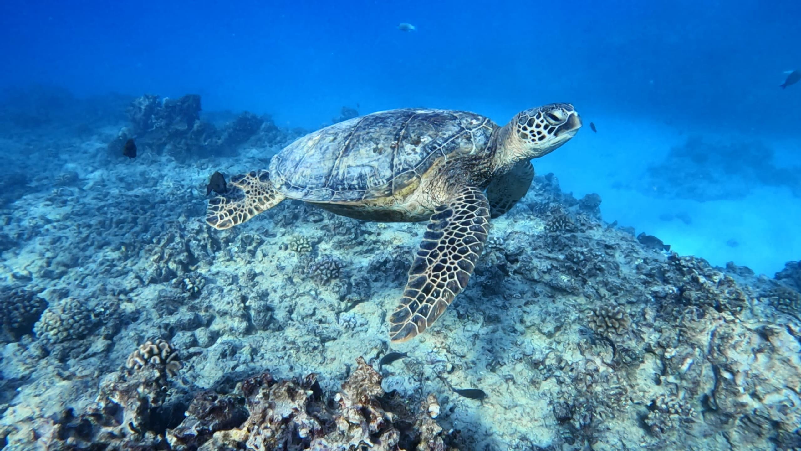 Coral Reef Dives