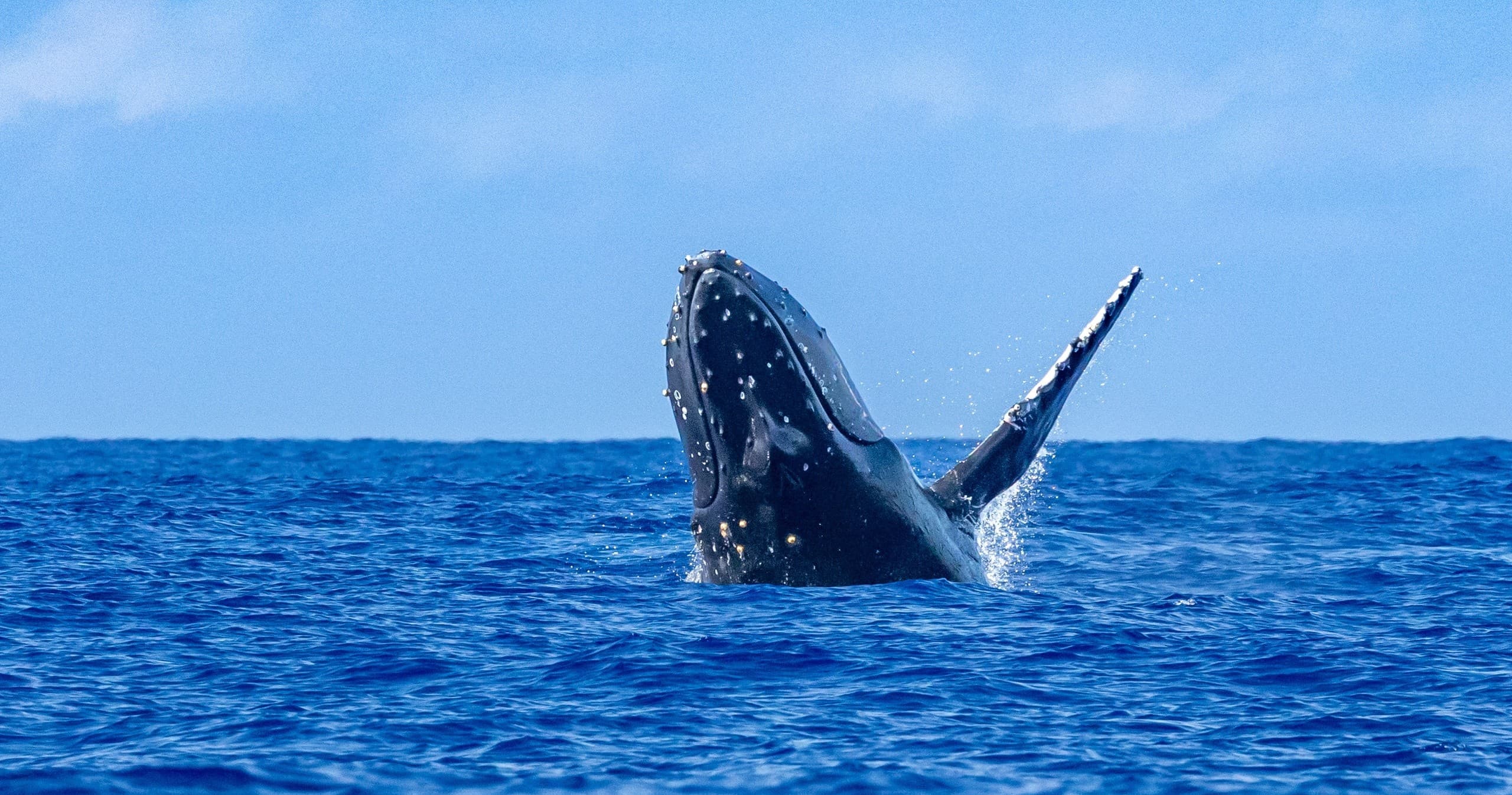 Waikiki Whale Watch