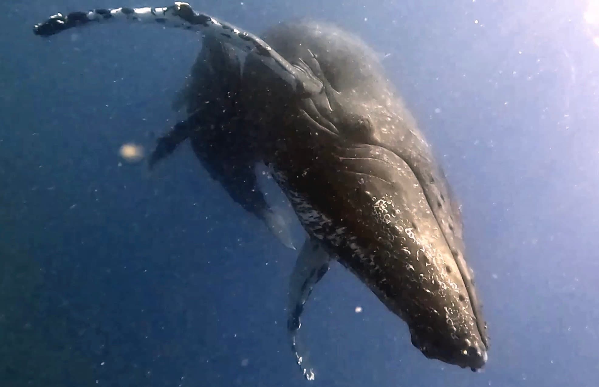 Whale Watching Cruise