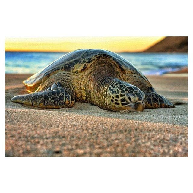 Turtle Tour and Surf