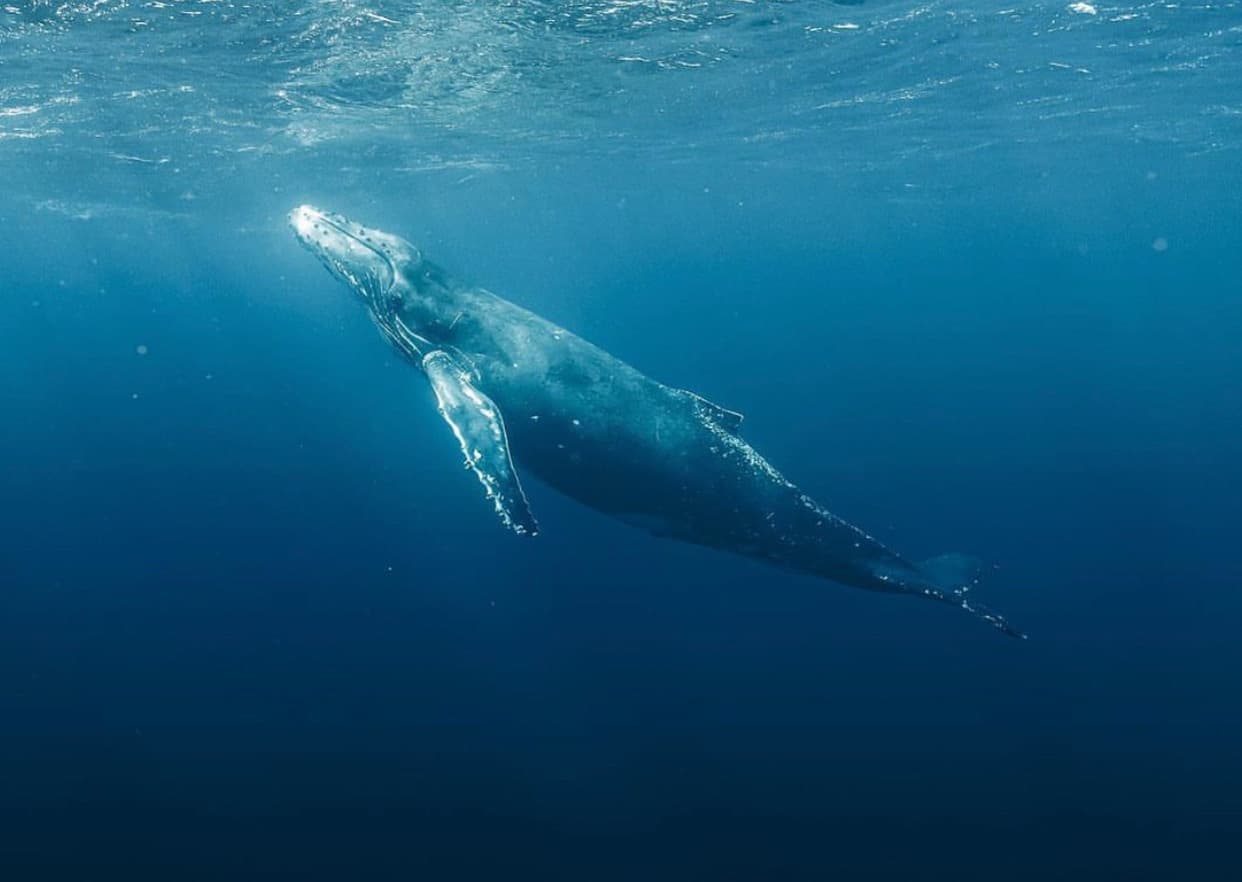 Whale Watching