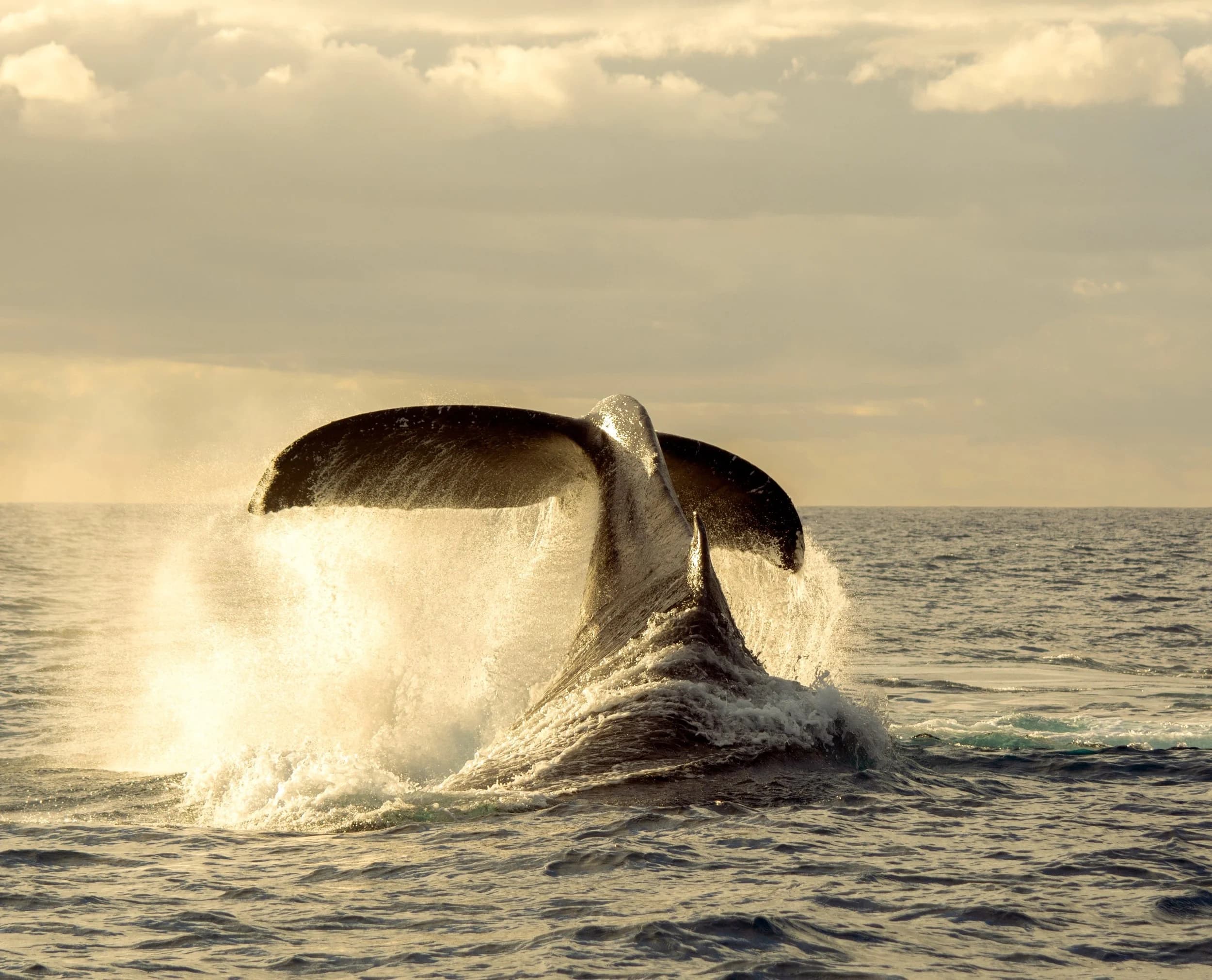 Whale Watching