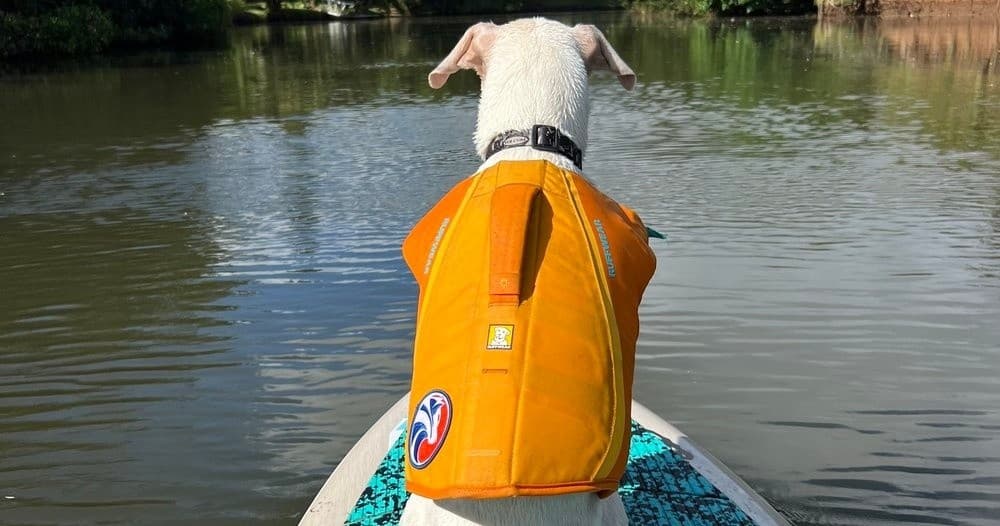 Dog Surfing Experience - North Shore