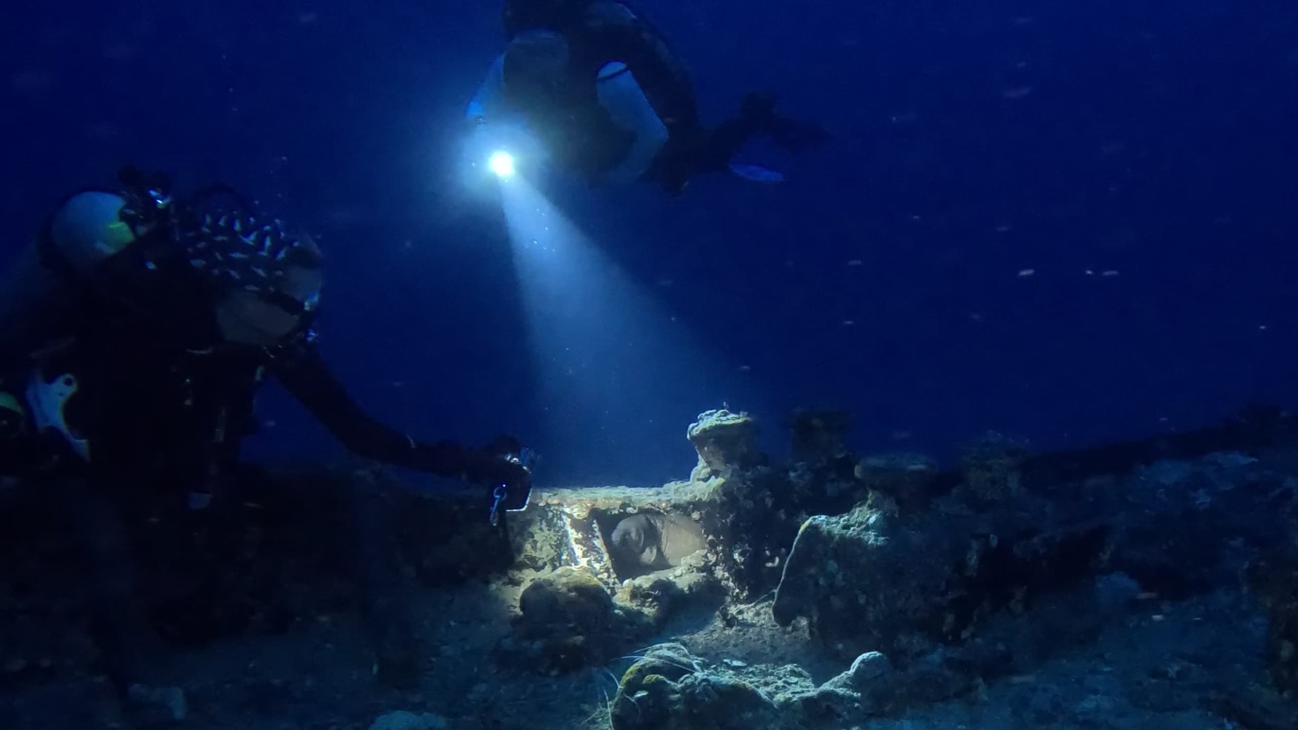 Night Dive - Double Dip Sea Tiger
