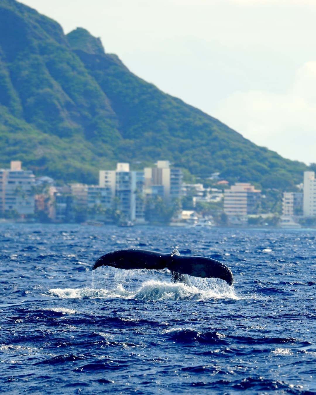 Waikiki Whale Watch "Big Kahuna"