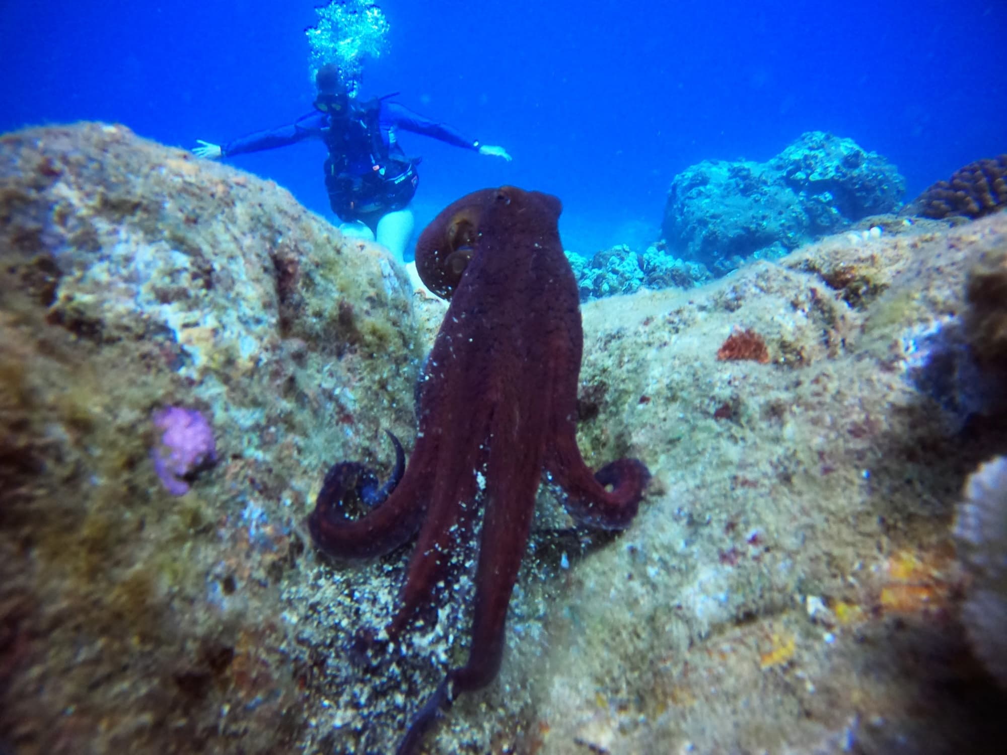 Private Refresher Dive Adventure