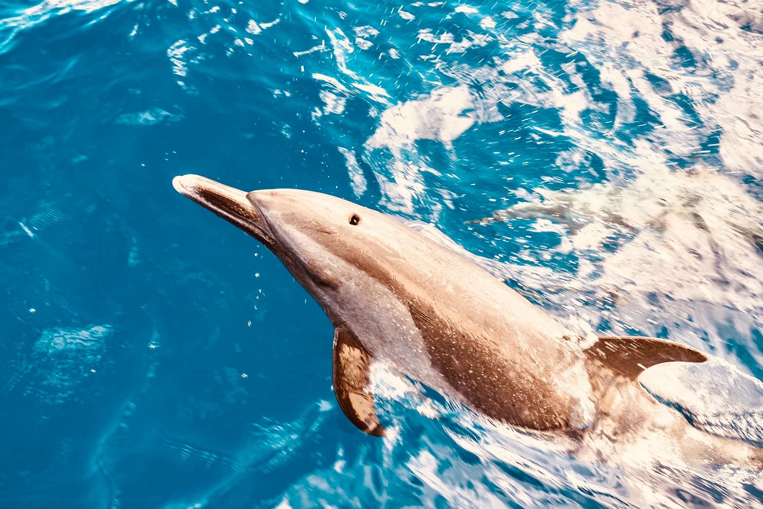 AʻO HAWAIʻI - Dolphin & Seasonal Whale Watching, Turtle Snorkeling Tour