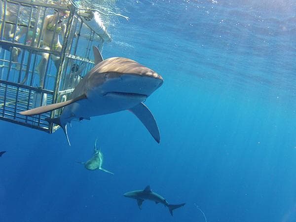 Shark Dive