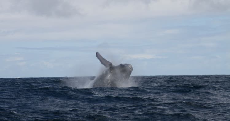Afternoon Whale Watch