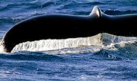 Whale Watching