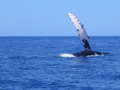 Whale Watching