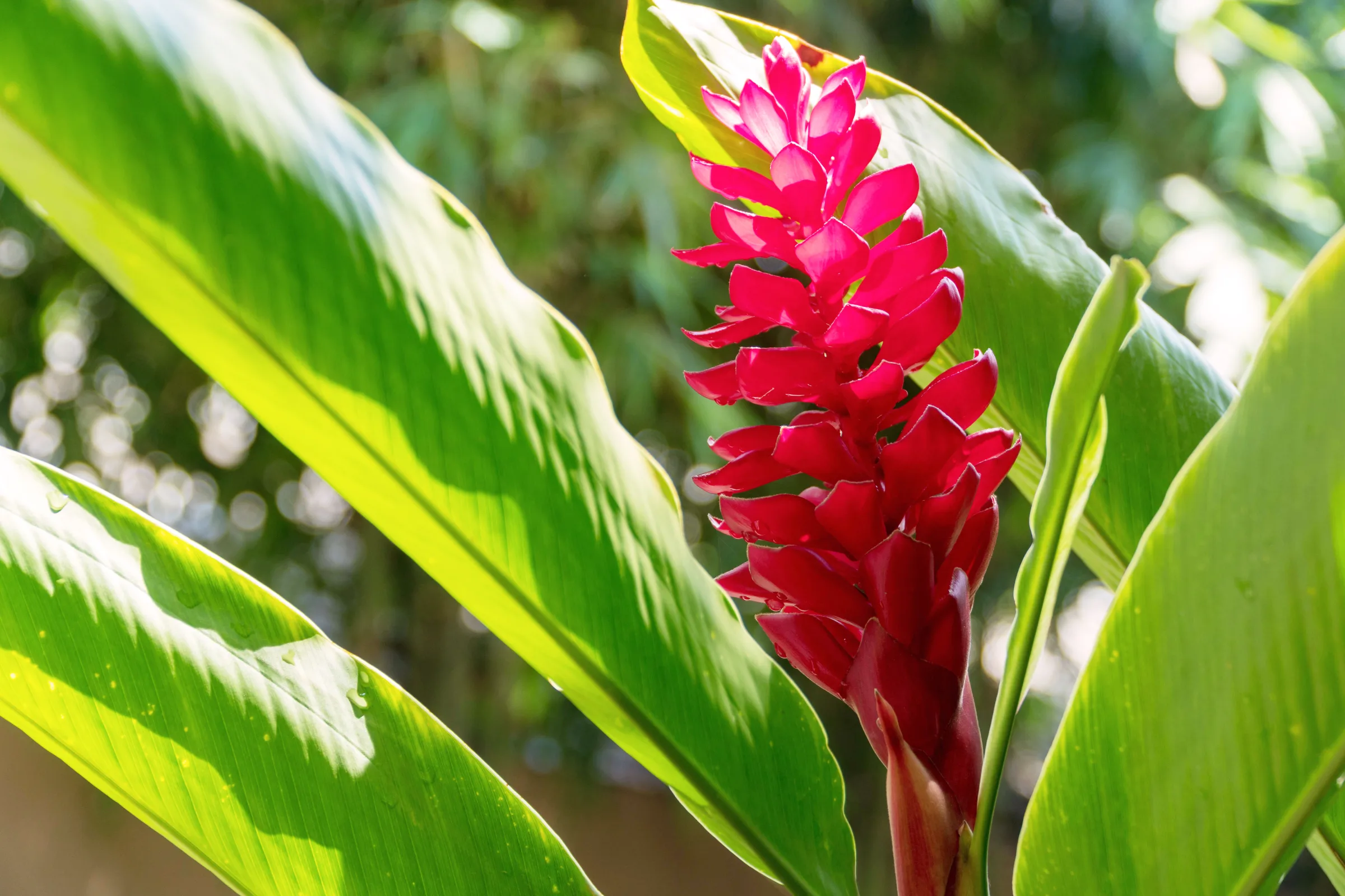 Wahiawa Botanical Garden