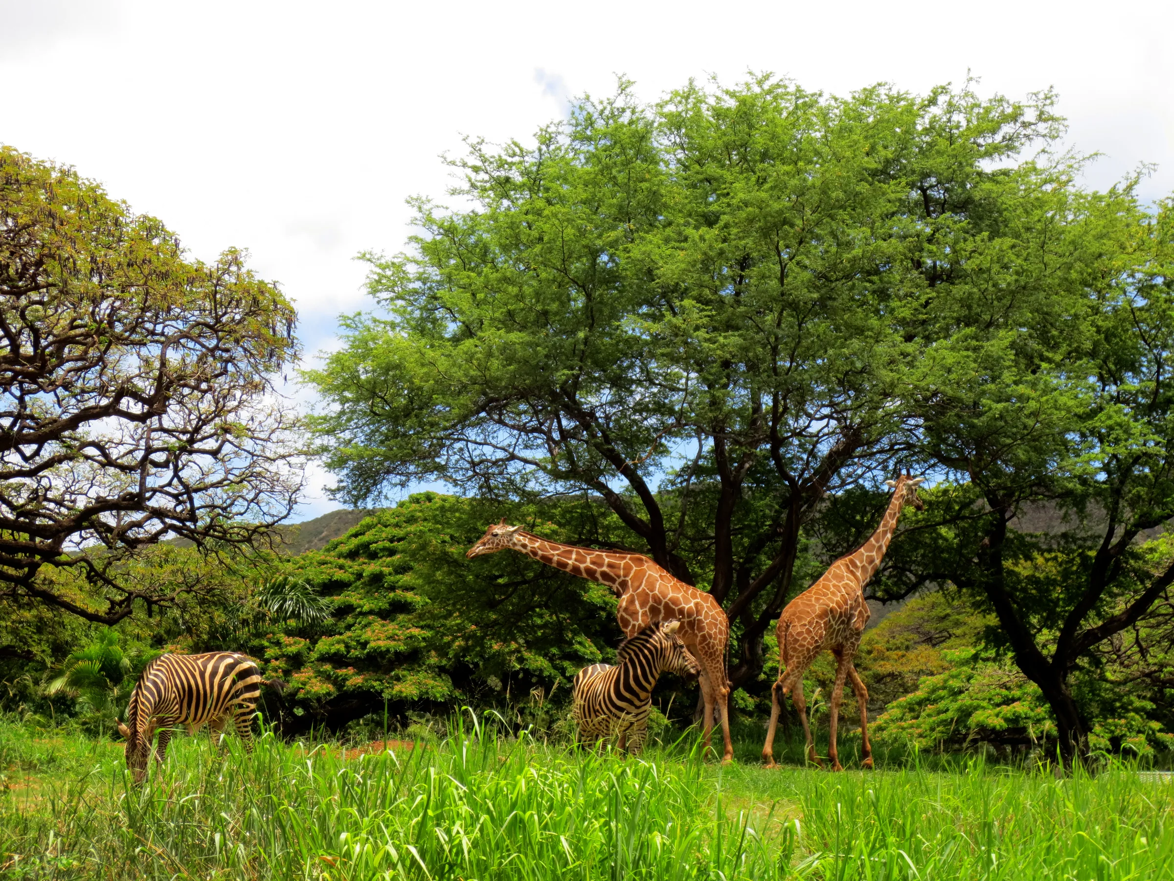 Honolulu Zoo