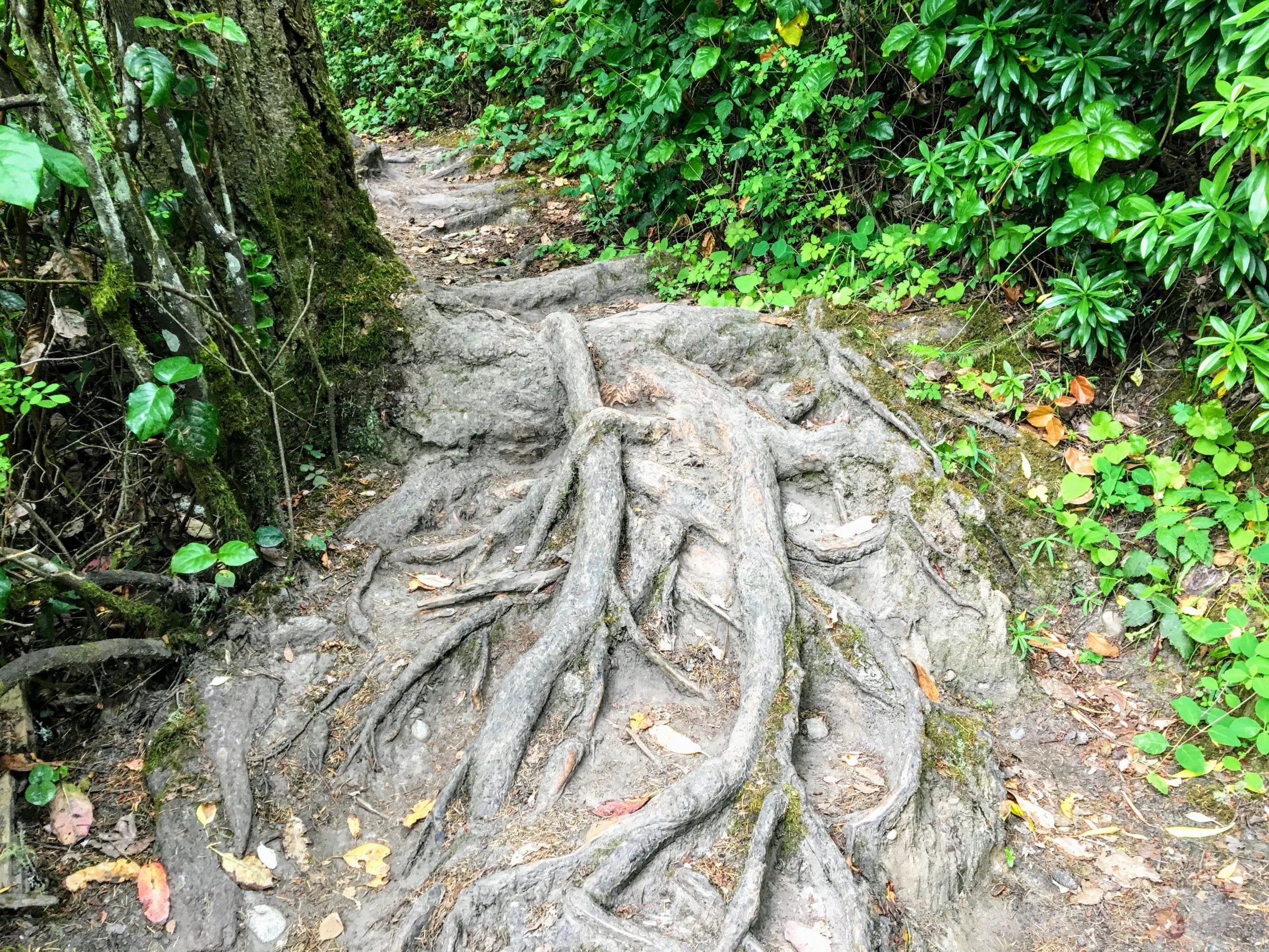 Bowman Trail
