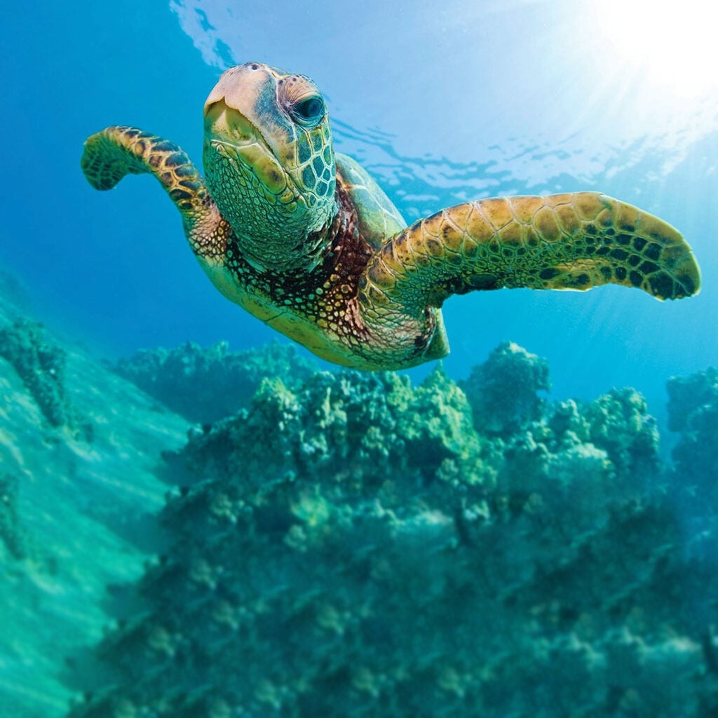 Waikiki Turtle Snorkel Sail with Lunch