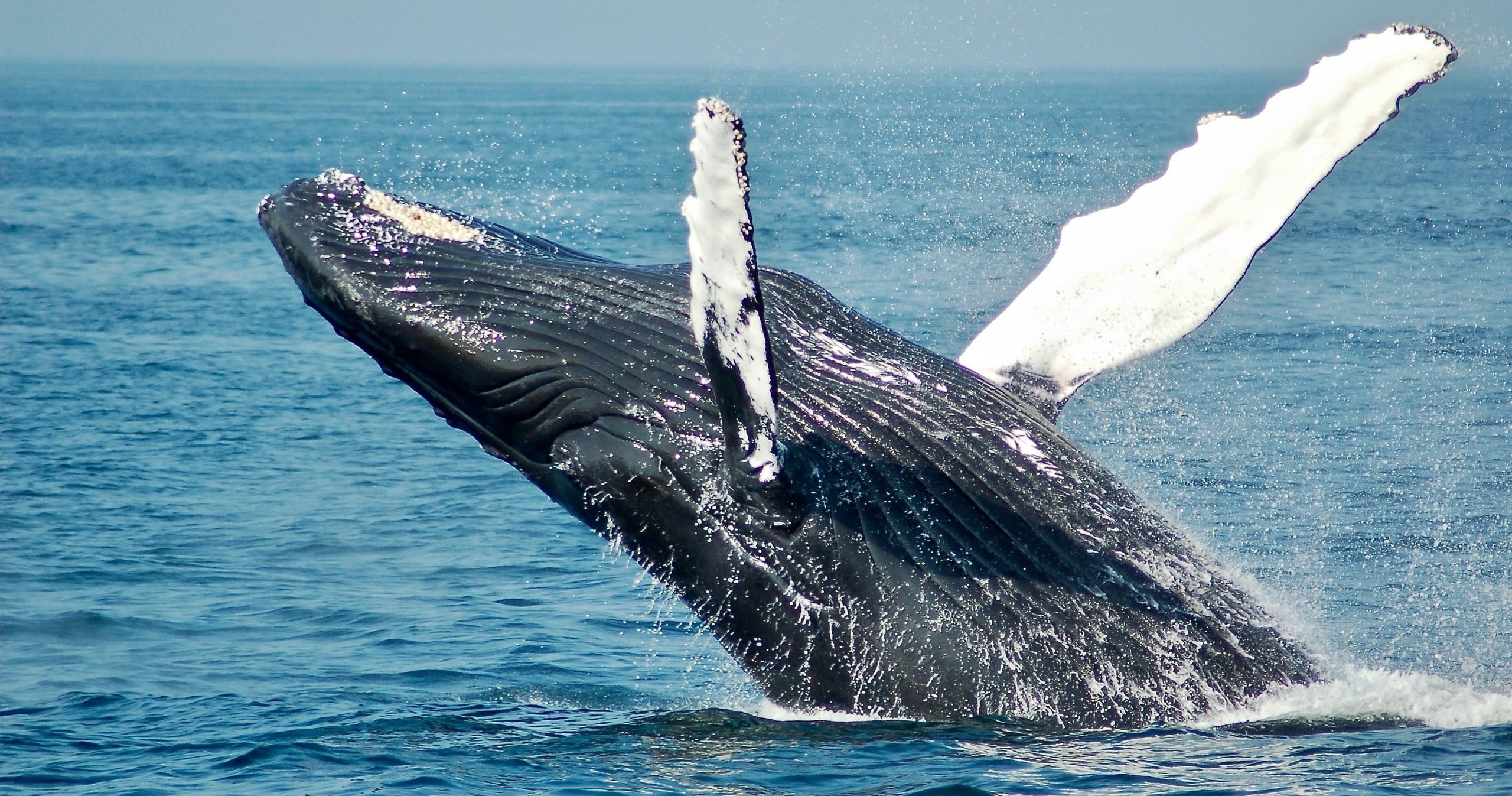 Whale Watch & Turtle Snorkel Tour in West Oahu