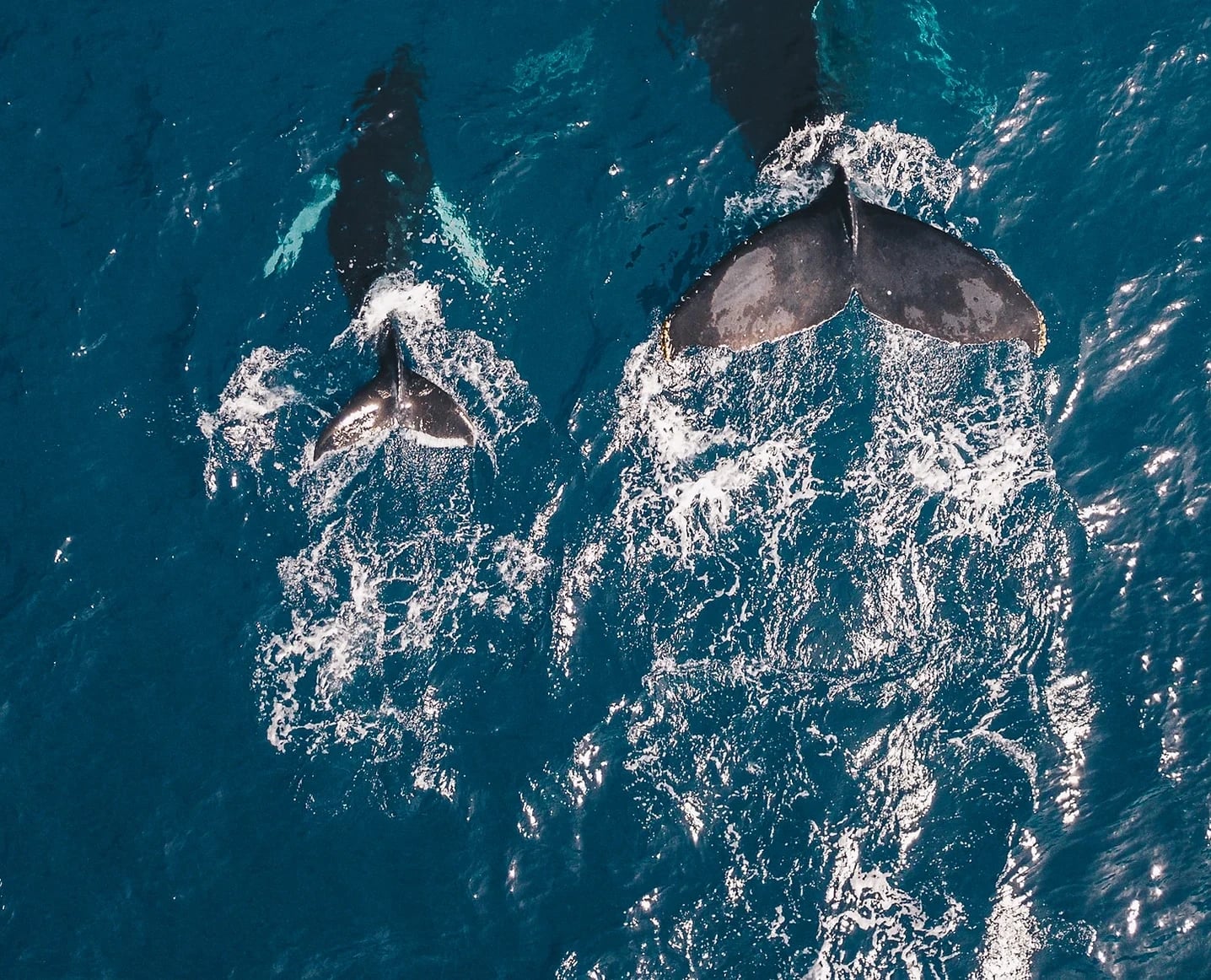 Waikiki Whale Watching Cruise