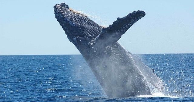 Whale-watching Tour