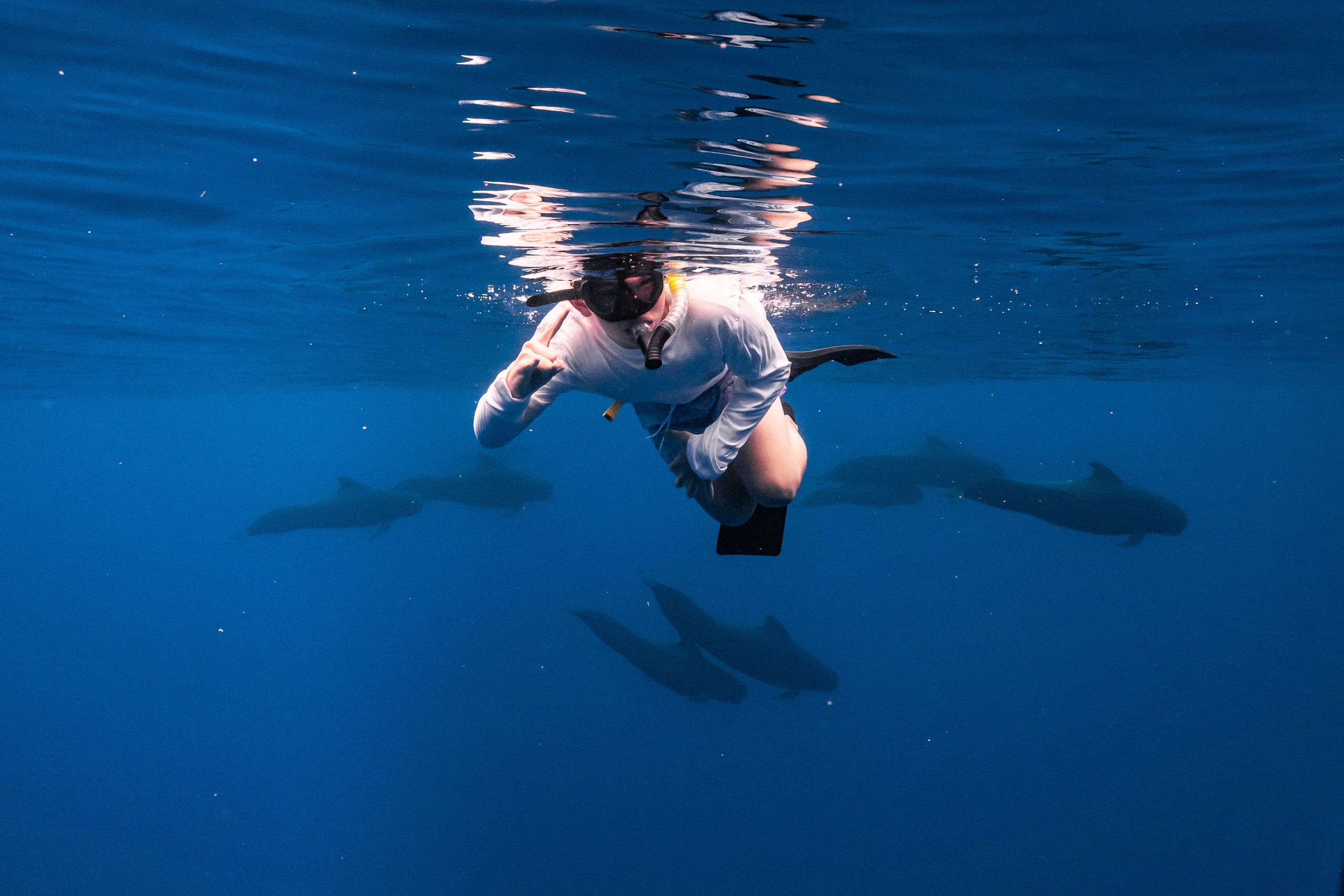 Best of the West - Premier Dolphin, Turtle, Whale Safari with Guided Snorkeling