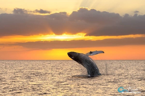 Sunset Whale Watching Tour
