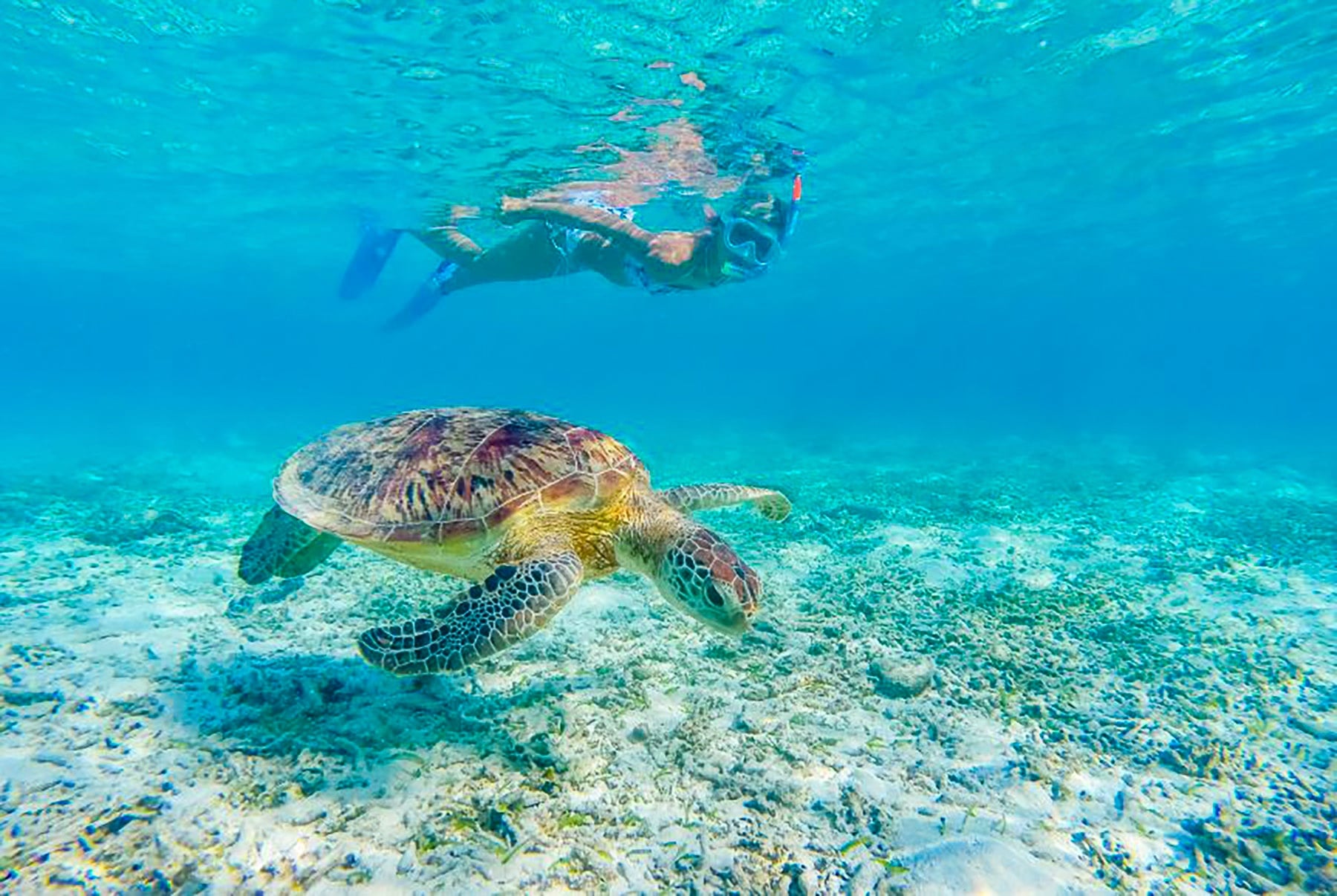 Turtle Snorkeling Adventure + Guaranteed Sightings